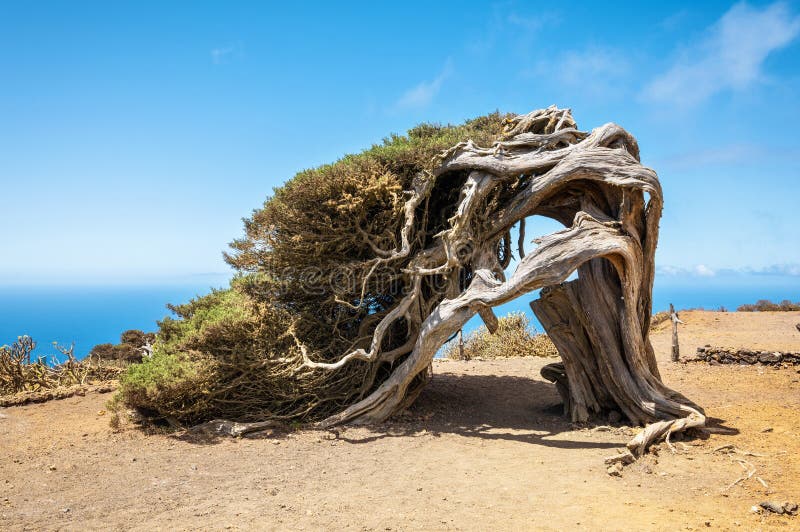 Juniper tree bent by wind. Famous landmark in El Hierro, Canary Islands