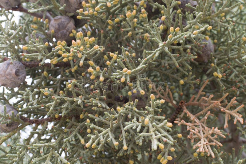 Juniper Tree Close Up Taken in New Mexico. Stock Photo Image of close