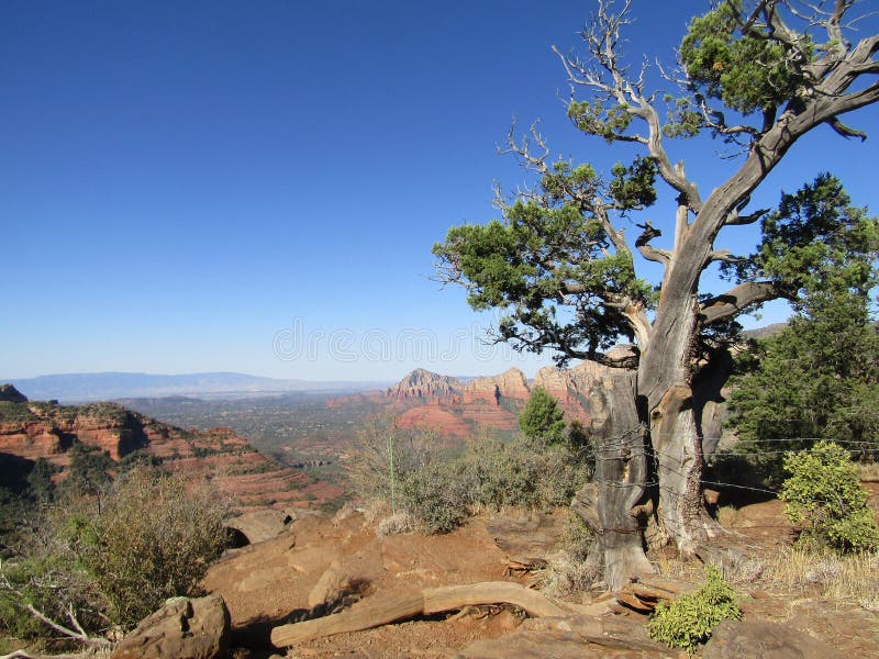 Juniper Tree Overlooking Sedona Arizona Stock Image Image of park