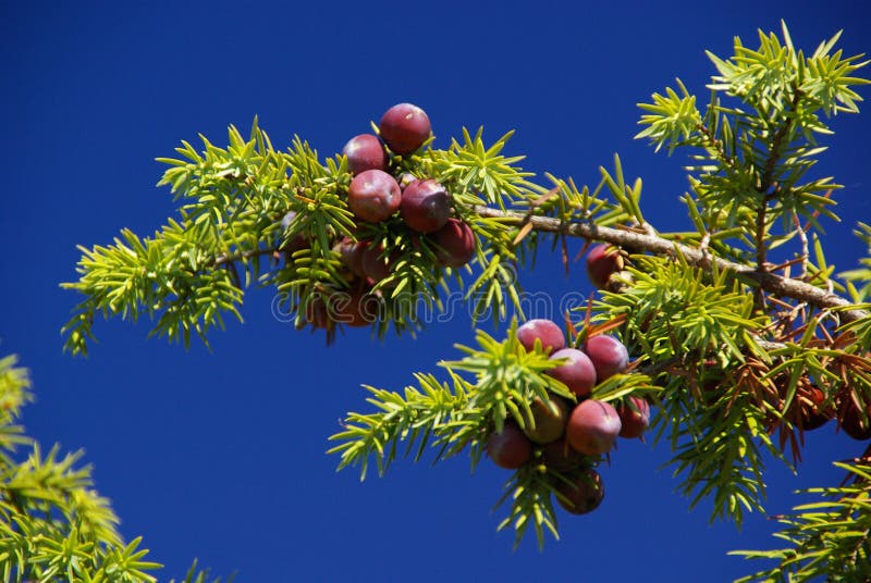 Juniper stock image. Image of berry, branch, bush, plant 37753435
