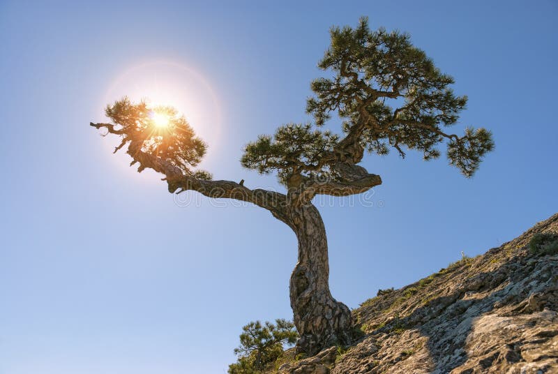 Juniper tree on top of a mountain. Sun rays
