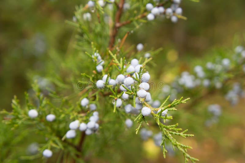 Junipero-Beeren auf einer Niederlassung lizenzfreie stockfotografie Junipero-Beeren auf einer Niederlassung lizenzfreie stockfotografie