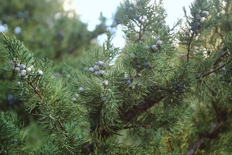 Juniperus chinensis в национальном ботаническом саде в Тбилиси в зиме стоковое фото Juniperus chinensis в национальном ботаническом саде в Тбилиси в зиме стоковое фото