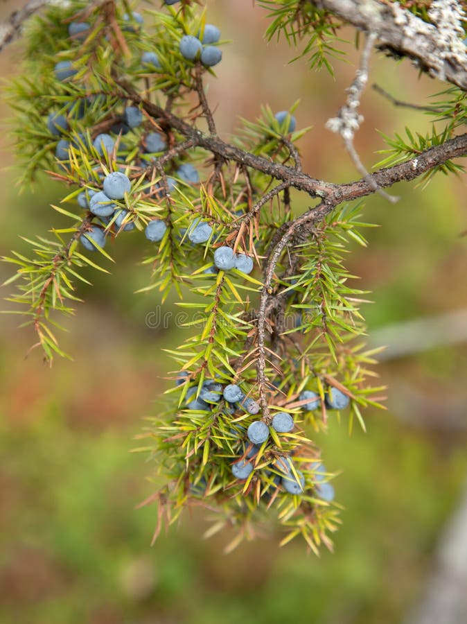 Juniperus communis zdjęcie stock Juniperus communis zdjęcie stock
