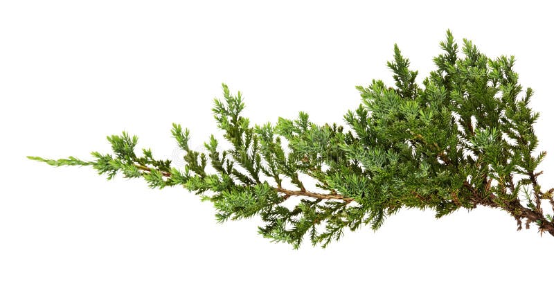 Juniperus horizontalisbladeren of Kruipende die jeneverbessenbladeren op witte achtergrond worden geïsoleerd royalty-vrije stock fotografie Juniperus horizontalisbladeren of Kruipende die jeneverbessenbladeren op witte achtergrond worden geïsoleerd royalty-vrije stock fotografie