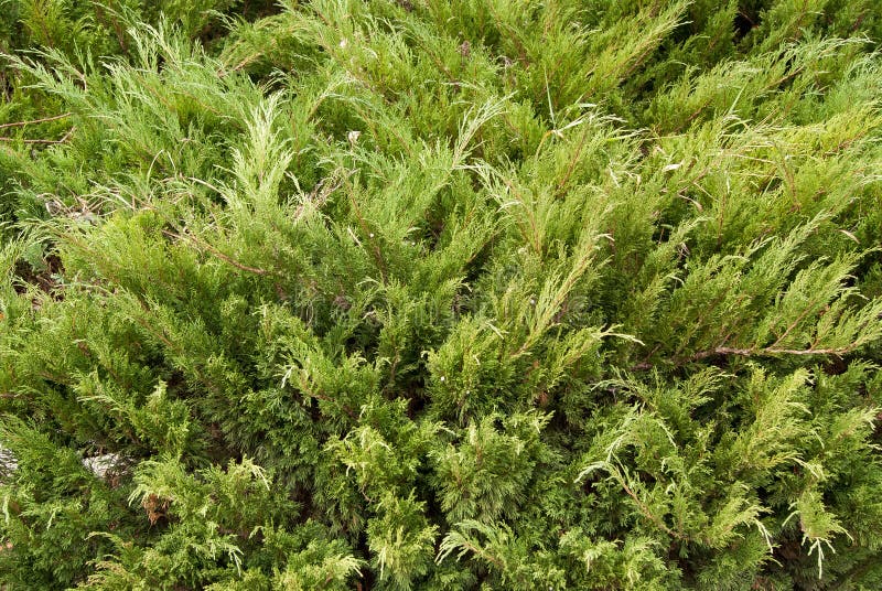Juniperus Sabina fotografia stock libera da diritti Juniperus Sabina fotografia stock libera da diritti