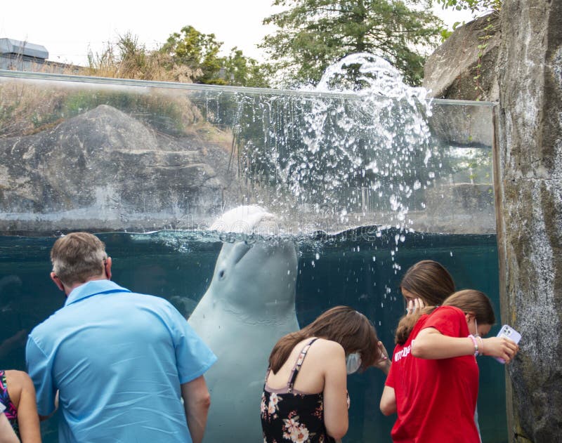 Juno a White Beluga Whale Spitting Water at Onlookers at the Mystic ...