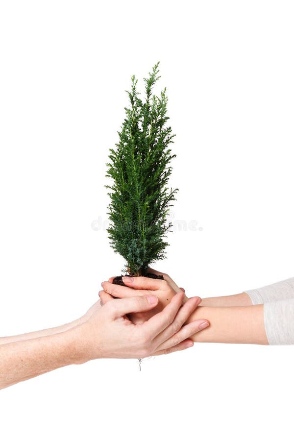 Junte las manos que sostienen el árbol joven Día de la Tierra concepto del 22 de abril Excepto el mundo Protección de naturaleza fotografía de archivo Junte las manos que sostienen el árbol joven Día de la Tierra concepto del 22 de abril Excepto el mundo Protección de naturaleza fotografía de archivo