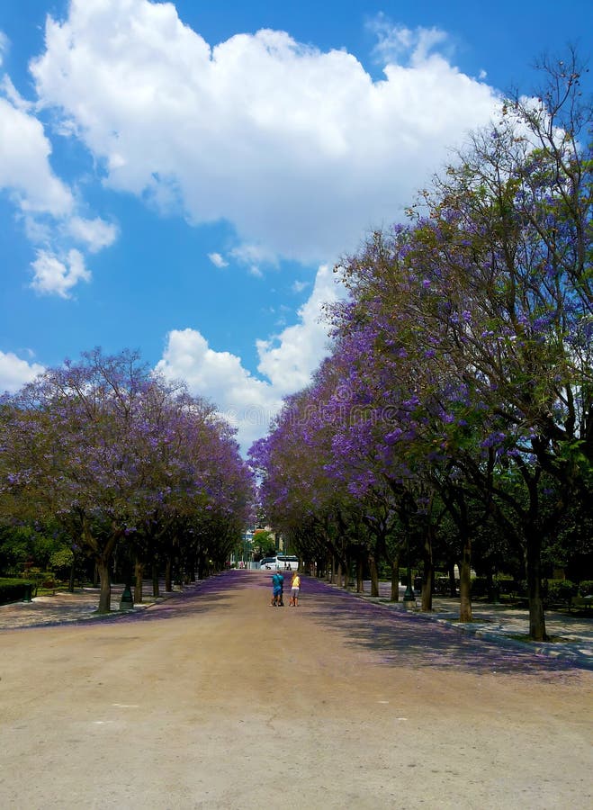Jurista sangrento no Jardim Nacional de Atenas fotografia de stock