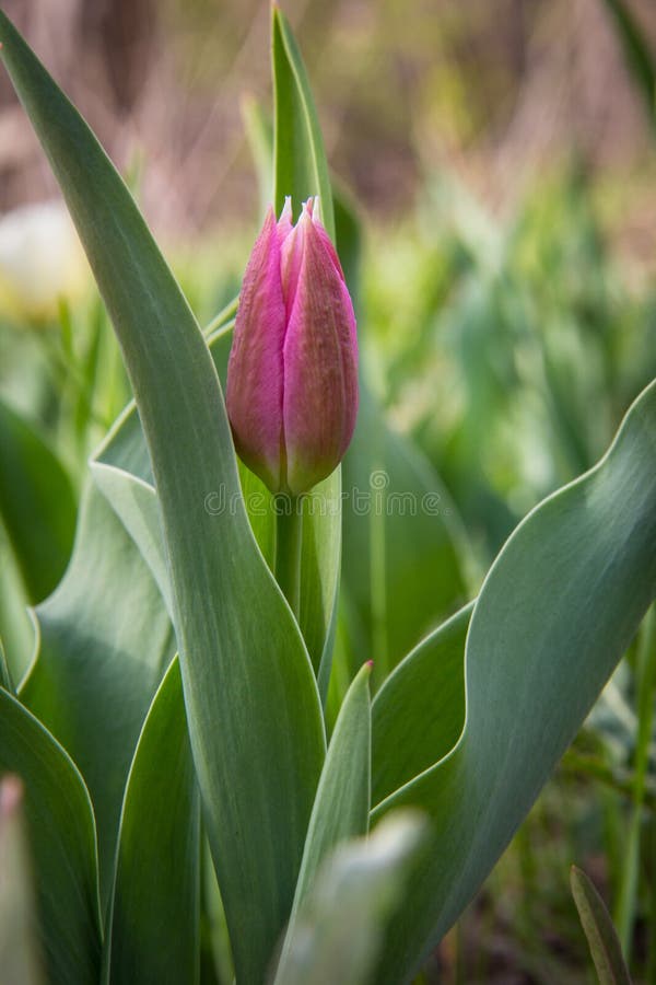Just a Blooming Pink Tulip on a Background of Green Leaves and Grass