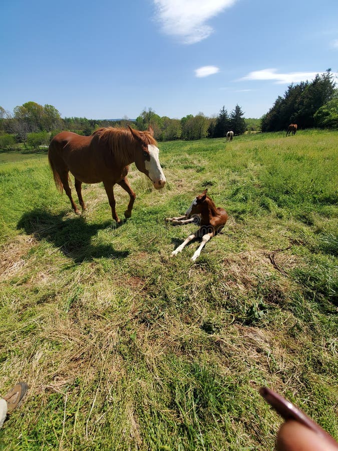 Just Born Horse Baby Colt Field Nature Animals Stock Photo - Image of grass, field: 207768912 Just Born Horse Baby Colt Field Nature Animals Stock Photo - Image of grass, field: 207768912