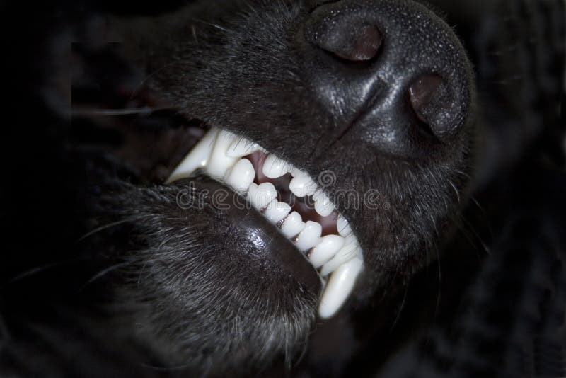 Stretta di denti di cani dopo la spazzolatura.