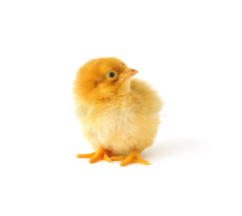 Just hatched chicken