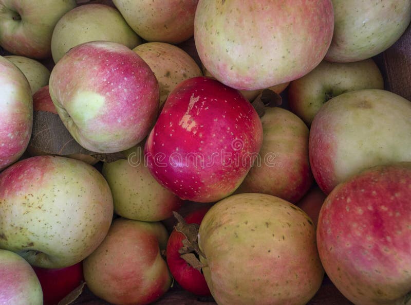 Raw Organic Honeycrisp Apples Stock Photo by ©bhofack2 122917952