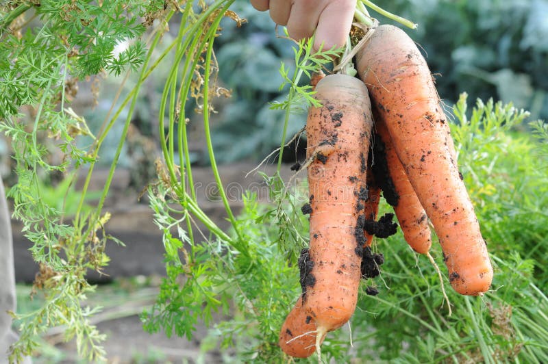 Carrot Just from the Garden Bed Stock Photo Image of pulled, green