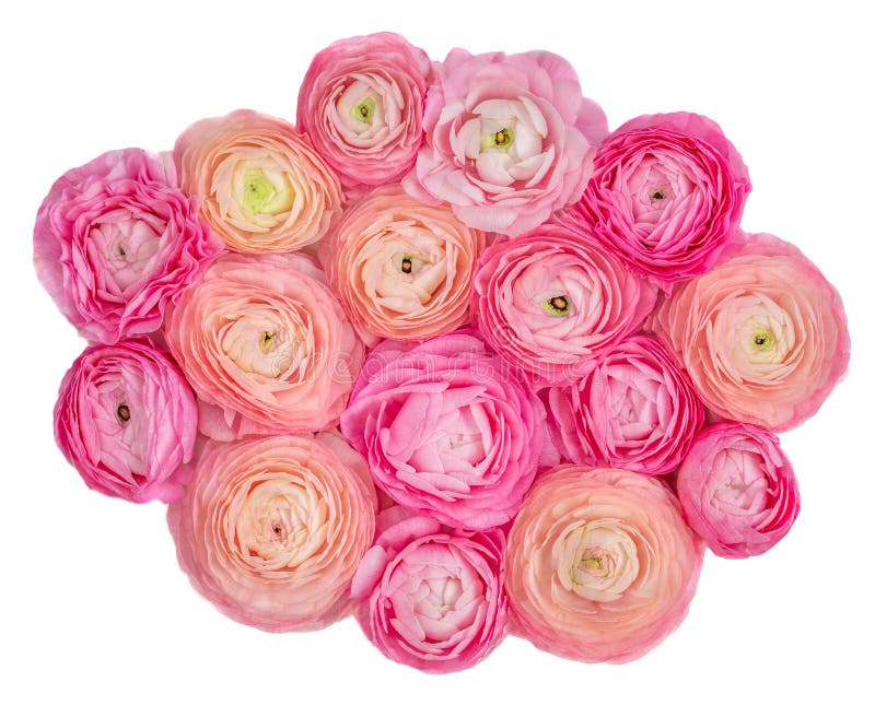 just rained Rosa ranunculusblommor som isoleras på en vit bakgrund Härlig smörblommabukett royaltyfri bild just rained Rosa ranunculusblommor som isoleras på en vit bakgrund Härlig smörblommabukett royaltyfri bild