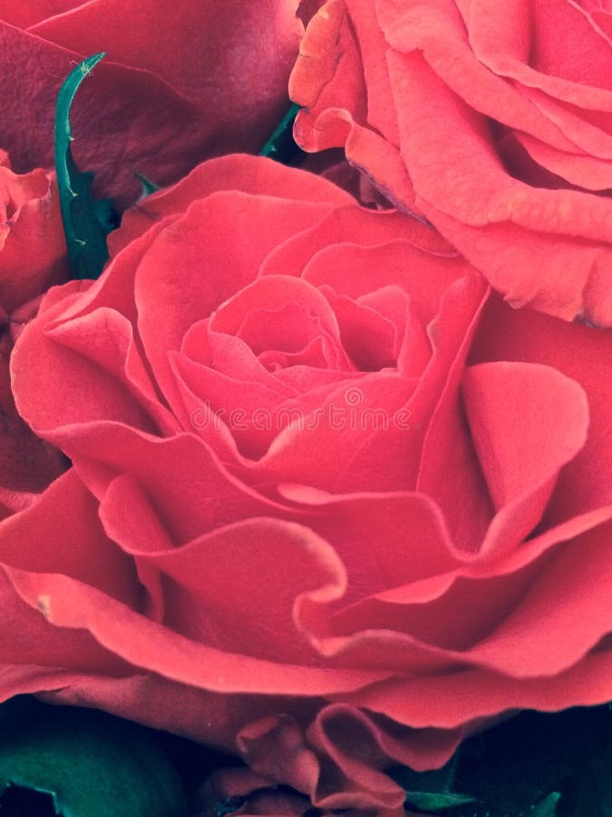 Why Just Roses stock image. Image of macro, closeup, yellow 12479239