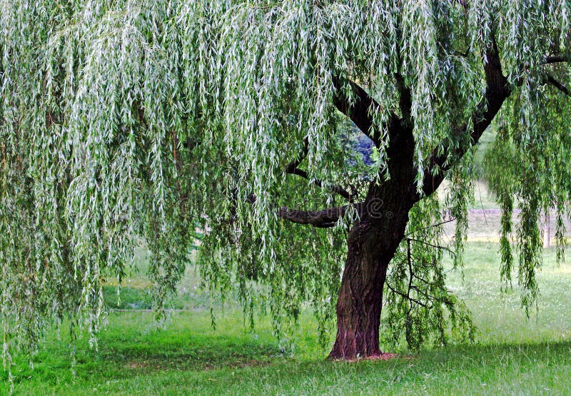 Just a tree