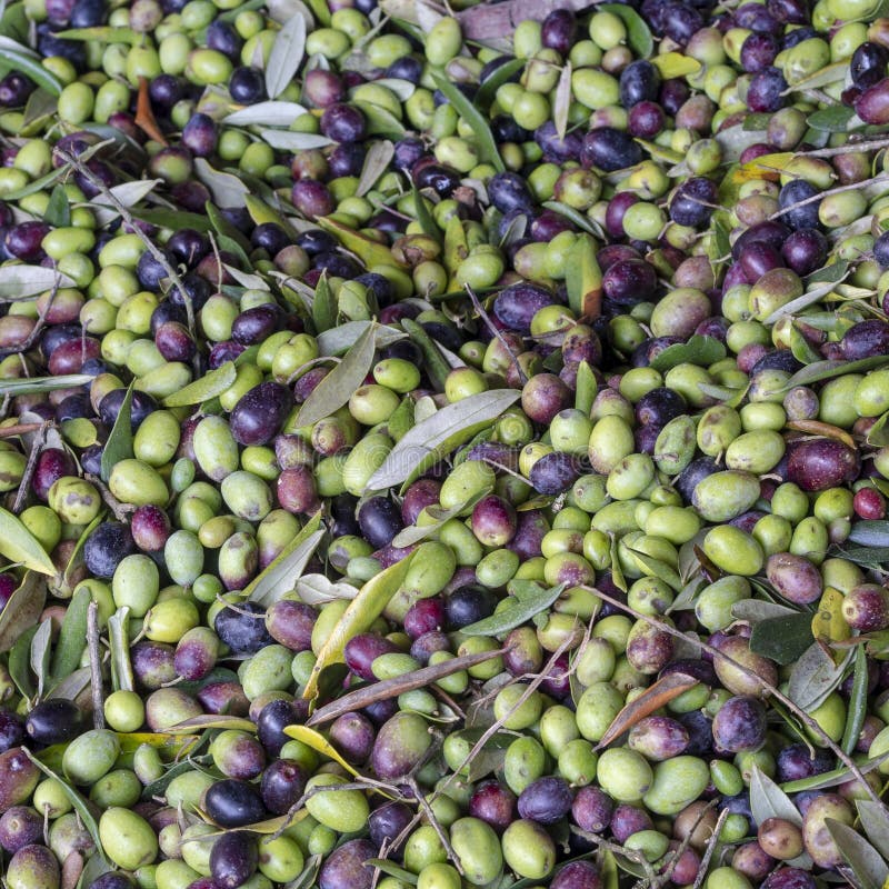 A juste pris les fruits olives, vue supérieure, fin Naturel, comme ils sont sélectionnés, pas encore nettoyé pour le pressurage l photos stock A juste pris les fruits olives, vue supérieure, fin Naturel, comme ils sont sélectionnés, pas encore nettoyé pour le pressurage l photos stock