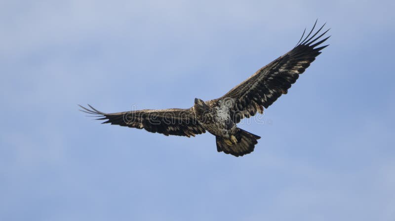 Juvenile Bald Eagle in flight, Conowingo Dam, Maryland, USA royalty free stock image Juvenile Bald Eagle in flight, Conowingo Dam, Maryland, USA royalty free stock image