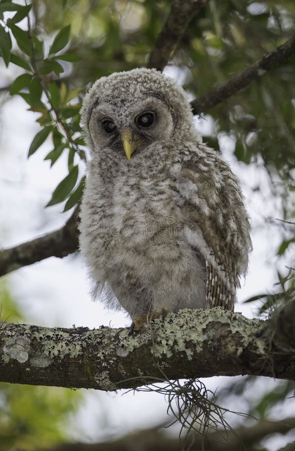 Juvenile Barred Owl (Strix Varia) Stock Photo - Image of plants ...