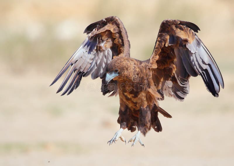 Juvenile Bateleur royalty free stock photo Juvenile Bateleur royalty free stock photo