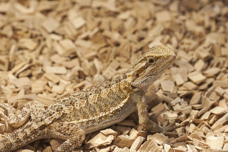 Juvenile bearded dragon stock photo. Image of plant, orange - 22746322