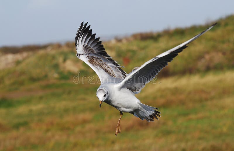 Juvenile Black headed gull(Larus ridibundus)