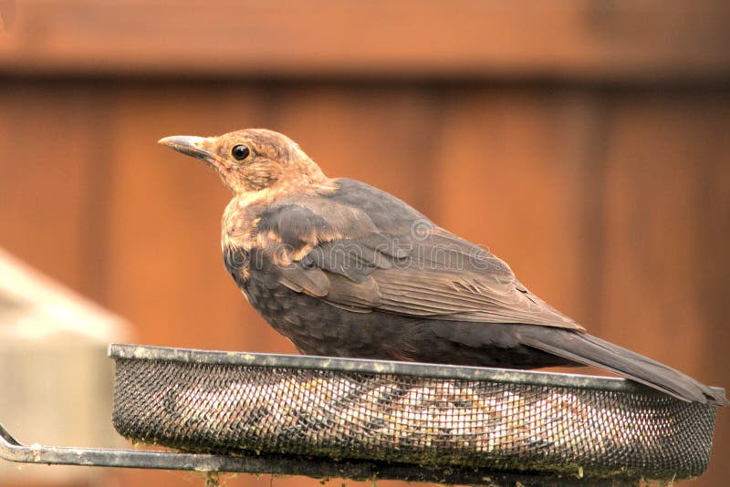 Juvenile Blackbird Just Chilling. royalty free stock image Juvenile Blackbird Just Chilling. royalty free stock image