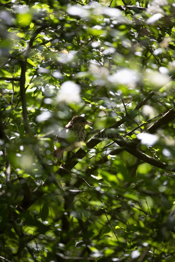 Juvenile Brown Thrasher Bird in a Bush Stock Photo - Image of brown