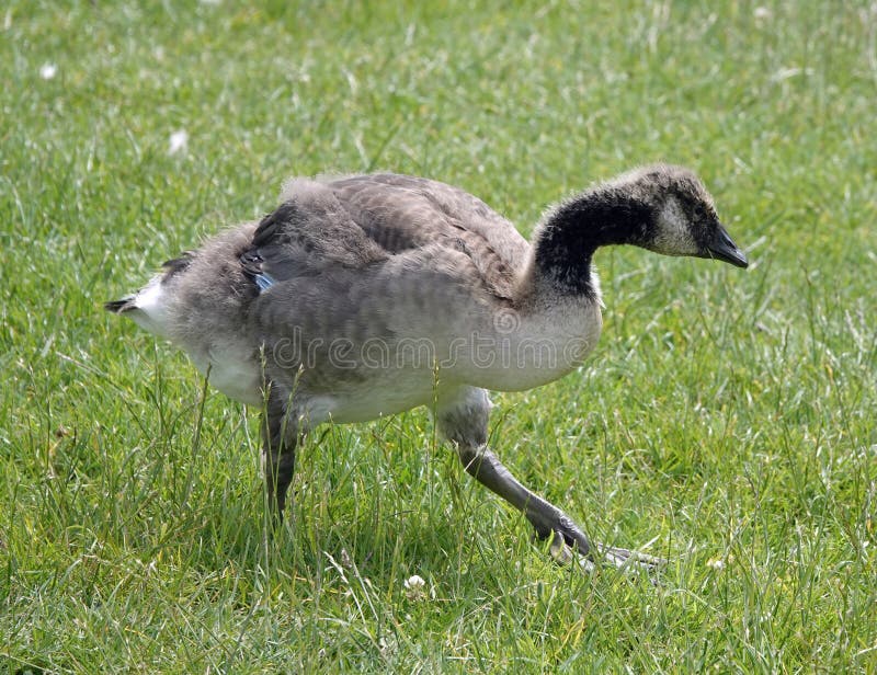 Juvenile Canada Goose Walking in a Field of Grass Stock Photo Image