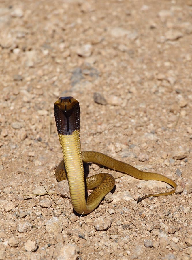 Juvenile Cape Cobra stock photo. Image of south, yellow - 91897264