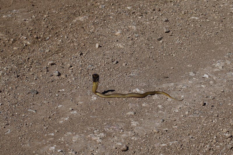Juvenile Cape Cobra stock image. Image of juvenile, reptile - 91897285