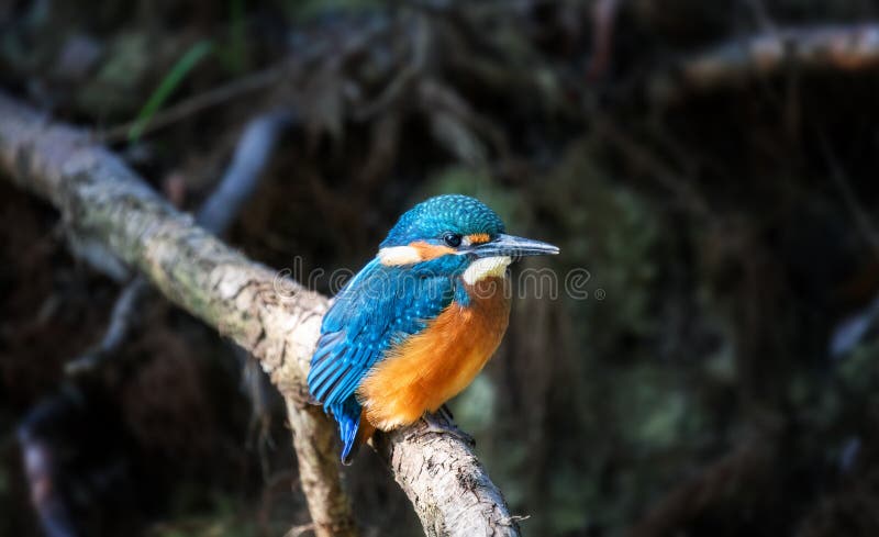 Juvenile Common Kingfisher Alcedo Atthis perching on a branch on its first day outside the nest during autumn season. Closeup stock images Juvenile Common Kingfisher Alcedo Atthis perching on a branch on its first day outside the nest during autumn season. Closeup stock images