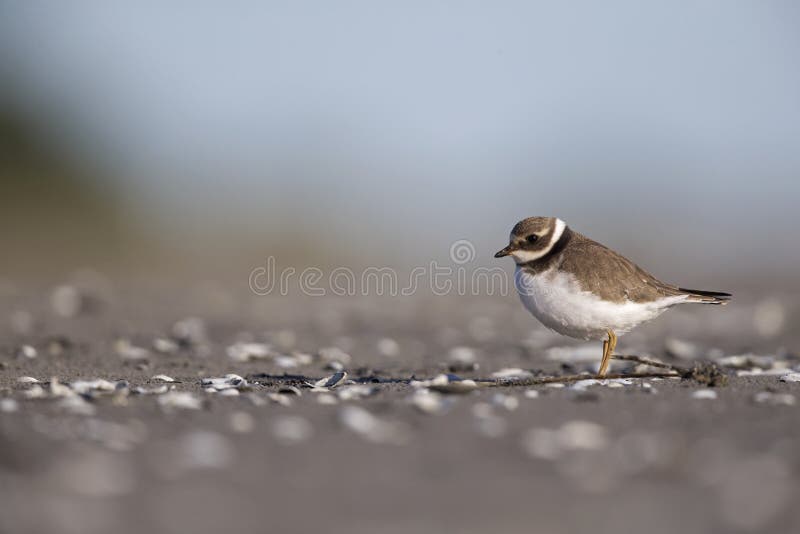A juvenile common ringed plover resting and foraging during migration on the beach of Usedom Germany. royalty free stock image