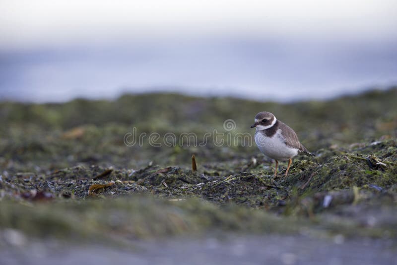 A juvenile common ringed plover resting and foraging during migration on the beach of Usedom Germany. stock images