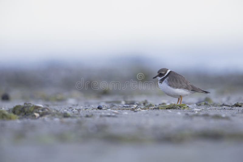 A juvenile common ringed plover resting and foraging during migration on the beach of Usedom Germany. stock photo