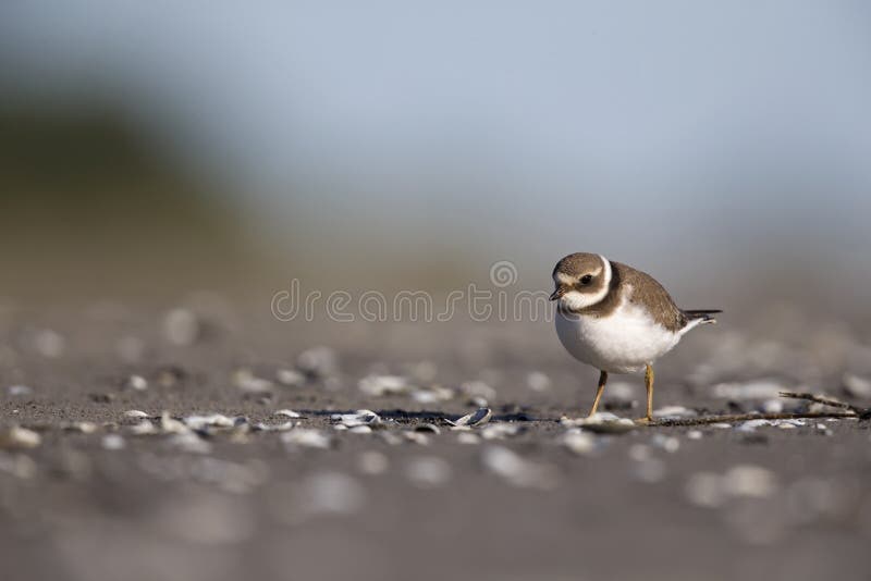 A juvenile common ringed plover resting and foraging during migration on the beach of Usedom Germany. stock photography