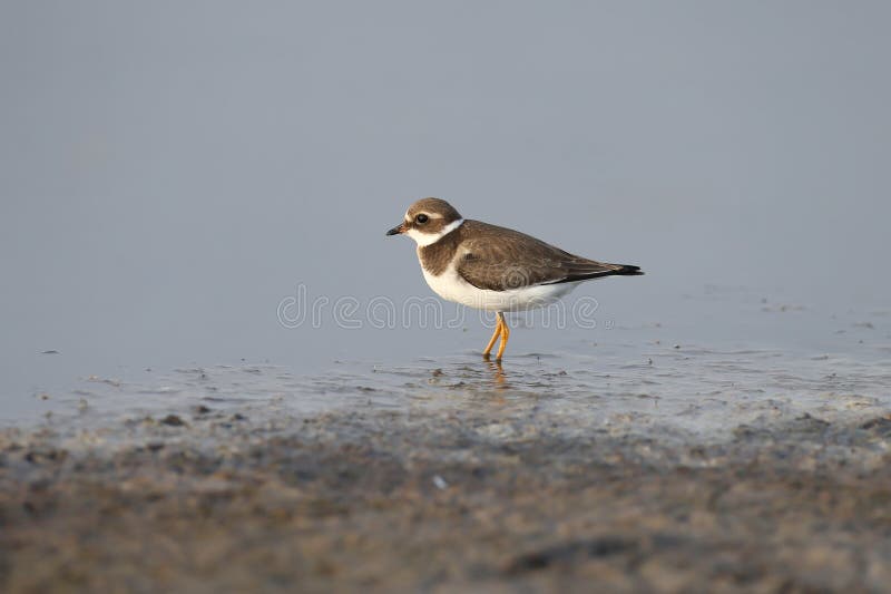 Juvenile common ringed plover or ringed plover stock photography
