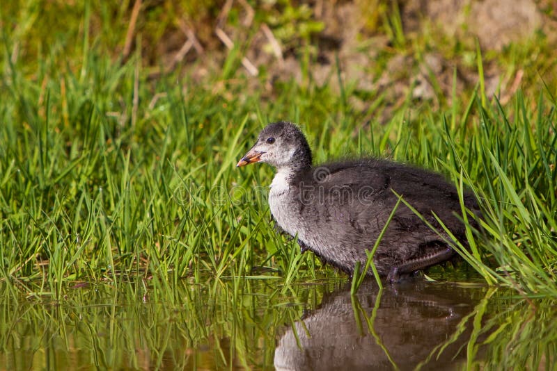 Juvenile coot in spring time in the water