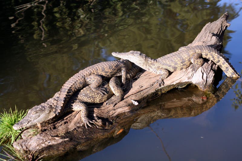 Juvenile Crocodiles laying on a log and soaking up the sun (South Africa). Log animal stock images, royalty-free photos and pictures