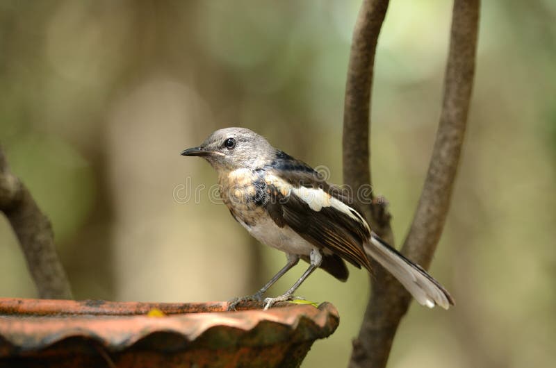 Juvenile female oriental magpie-robin