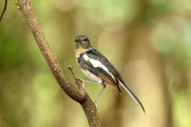 Juvenile female oriental magpie-robin