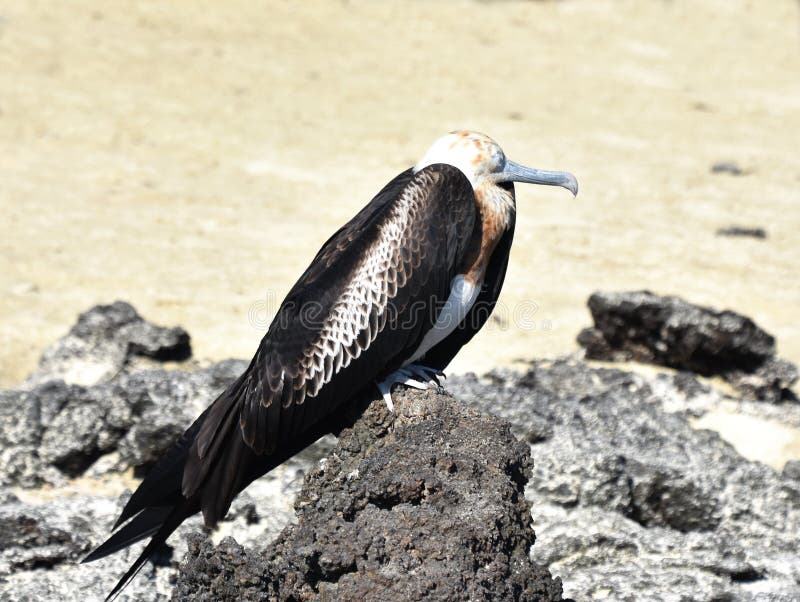 Frigate Bird Juvenile on Stone Stock Image - Image of nature ...