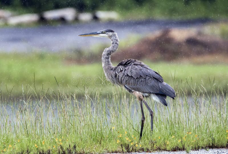 Great Blue Heron standing in the rain, Walton County, Georgia USA stock photography Great Blue Heron standing in the rain, Walton County, Georgia USA stock photography