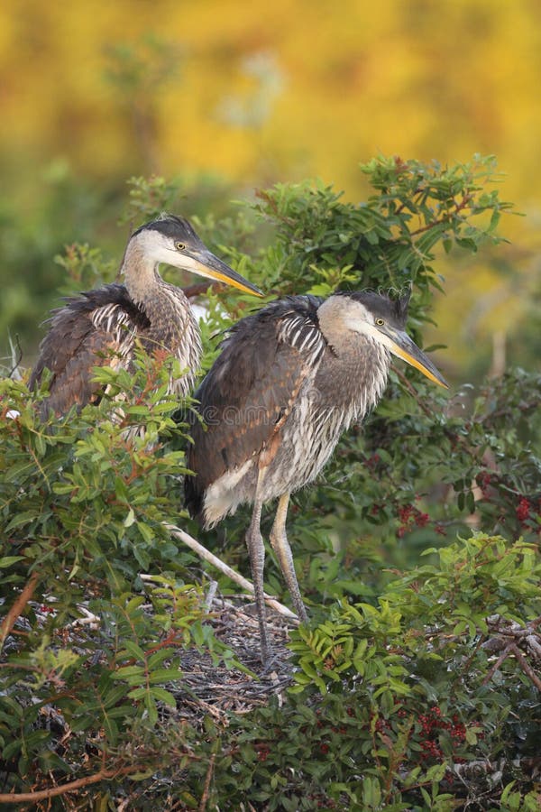 Juvenile Great Blue Herons