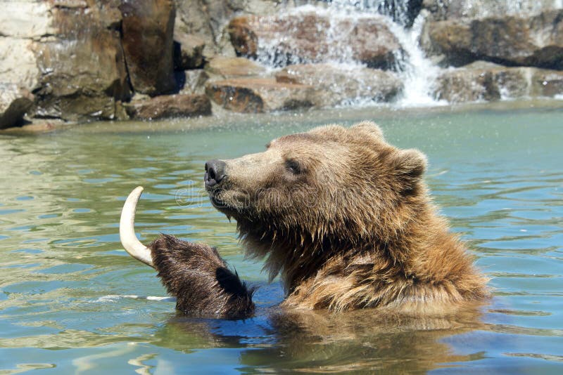 Juvenile grizzly bear relaxing in water holding deer antler, waterfall in background. Grizzlies have carnivore digestive systems, however, they are omnivores. Diet consist of both plants and animals. Juvenile grizzly bear relaxing in water holding deer antler, waterfall in background. Grizzlies have carnivore digestive systems, however, they are omnivores. Diet consist of both plants and animals