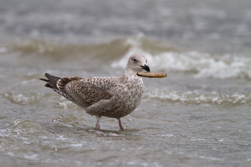 Juvenile herring gull stock image. Image of plumage, closeup 21674153