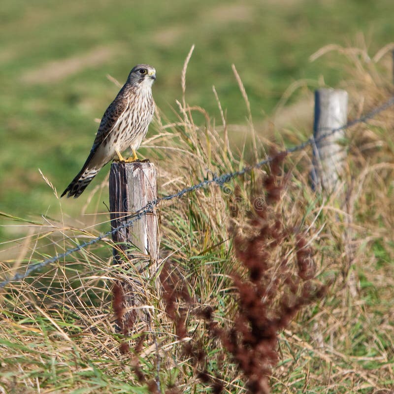 A juvenile kestral bird sitting on a fence