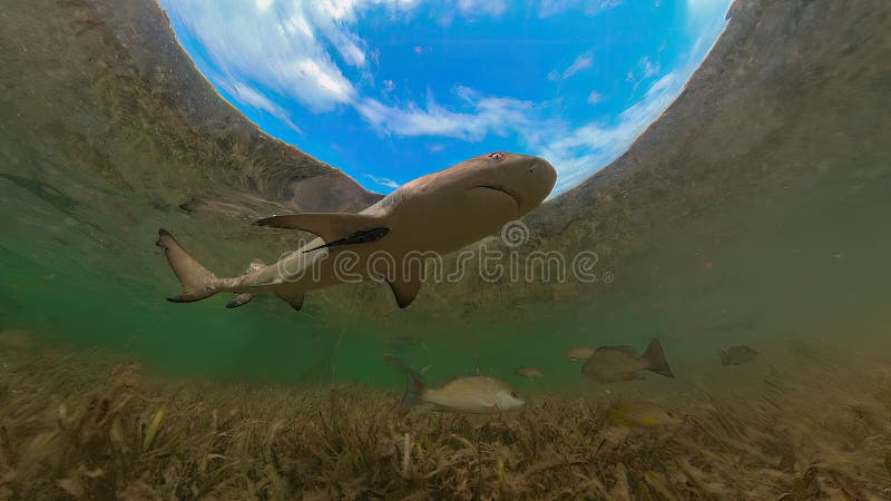 Juvenile Lemon Shark (Negaprion brevirostris) in the mangroves of North Bimini